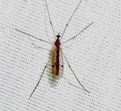 Teucholabis complexa