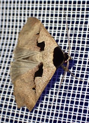 Anoba atriplaga