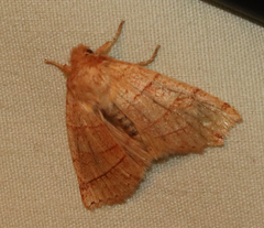 Pyreferra hesperidago