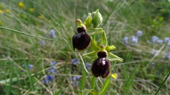 Ophrys sphegodes passionis