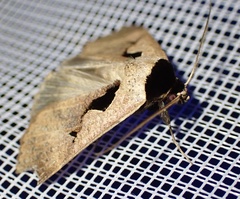 Anoba atriplaga