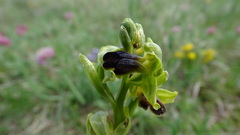 Ophrys fusca funerea