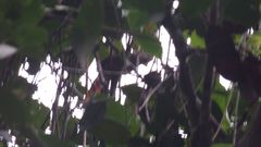 Thripophaga macroura