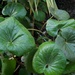 Farfugium japonicum giganteum - Photo (c) Megan Hansen,  זכויות יוצרים חלקיות (CC BY-SA)
