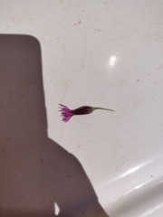 Crupina crupinastrum