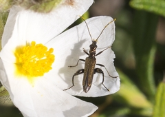Oedemera flavipes