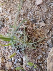 Crupina crupinastrum