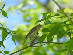 Vireo philadelphicus