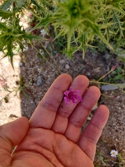 Crupina crupinastrum