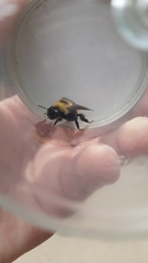 Bombus nevadensis