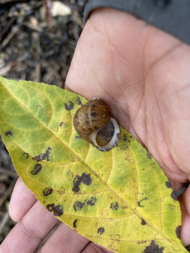 Asolene crassa
