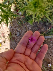 Crupina crupinastrum