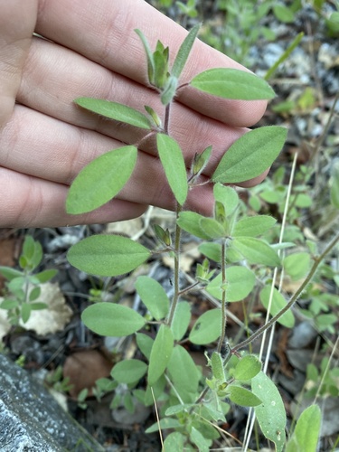 iNaturalist observation photo of Spanish clover