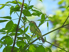 Vireo philadelphicus