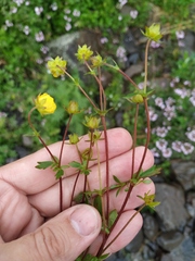 Potentilla gelida
