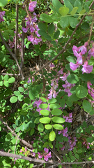 Robinia hispida hispida