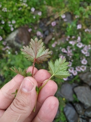 Potentilla gelida