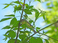 Vireo philadelphicus