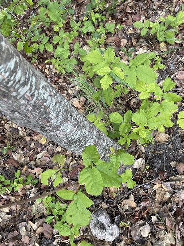 iNaturalist observation photo of Pacific poison oak