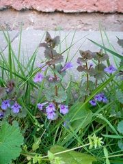 Glechoma hederacea