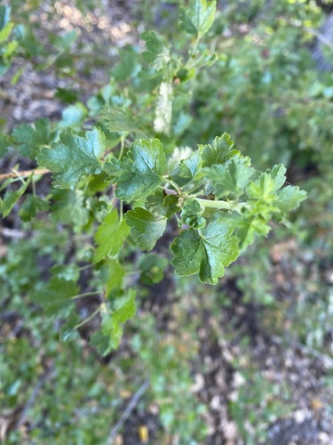 iNaturalist observation photo of currants and gooseberries