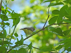 Vireo philadelphicus