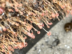 Ectopleura marina