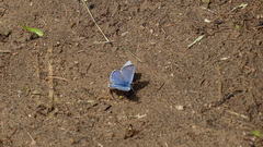 Cupido alcetas