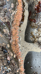 Ectopleura marina