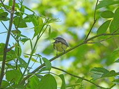 Vireo philadelphicus