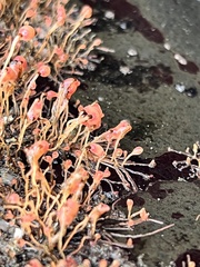 Ectopleura marina