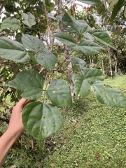 Erythrina poeppigiana
