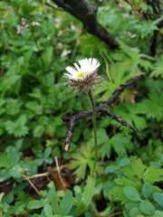 Erigeron eriocalyx