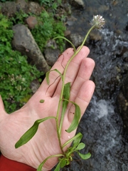 Erigeron eriocalyx