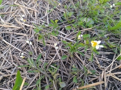 Viola arvensis
