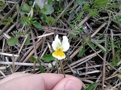 Viola arvensis