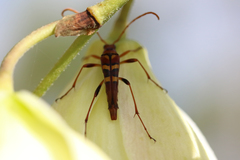 Strangalia luteicornis