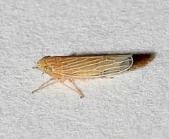 Graminella plana