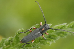 Phytoecia pustulata