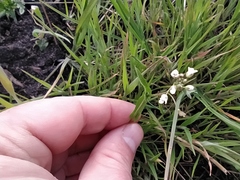 Capsella bursa-pastoris