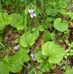 Viola epipsiloides