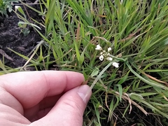 Capsella bursa-pastoris