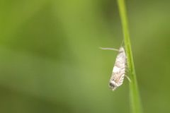 Dichrorampha sequana