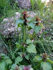 Lamium purpureum