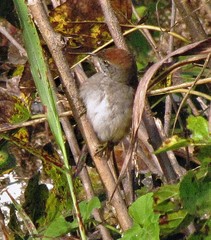 Synallaxis frontalis