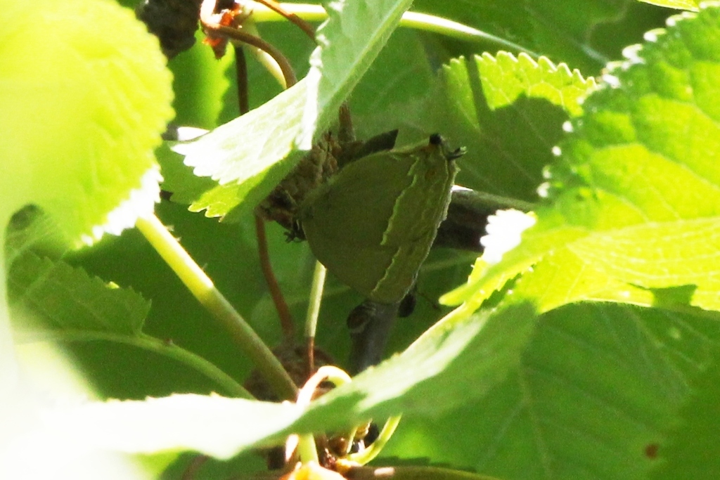Purple Hairstreak