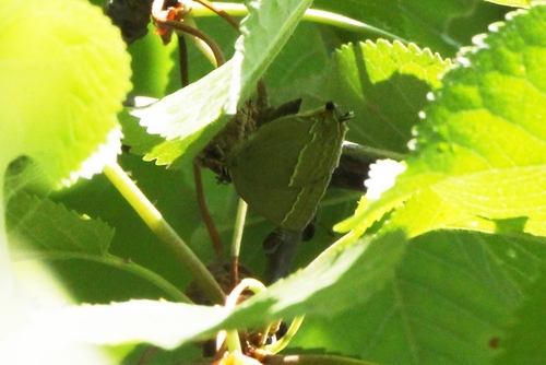 Purple Hairstreak