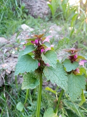 Lamium purpureum