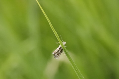 Dichrorampha sequana