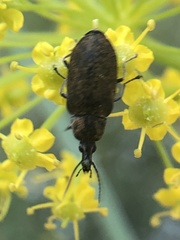 Mycterus